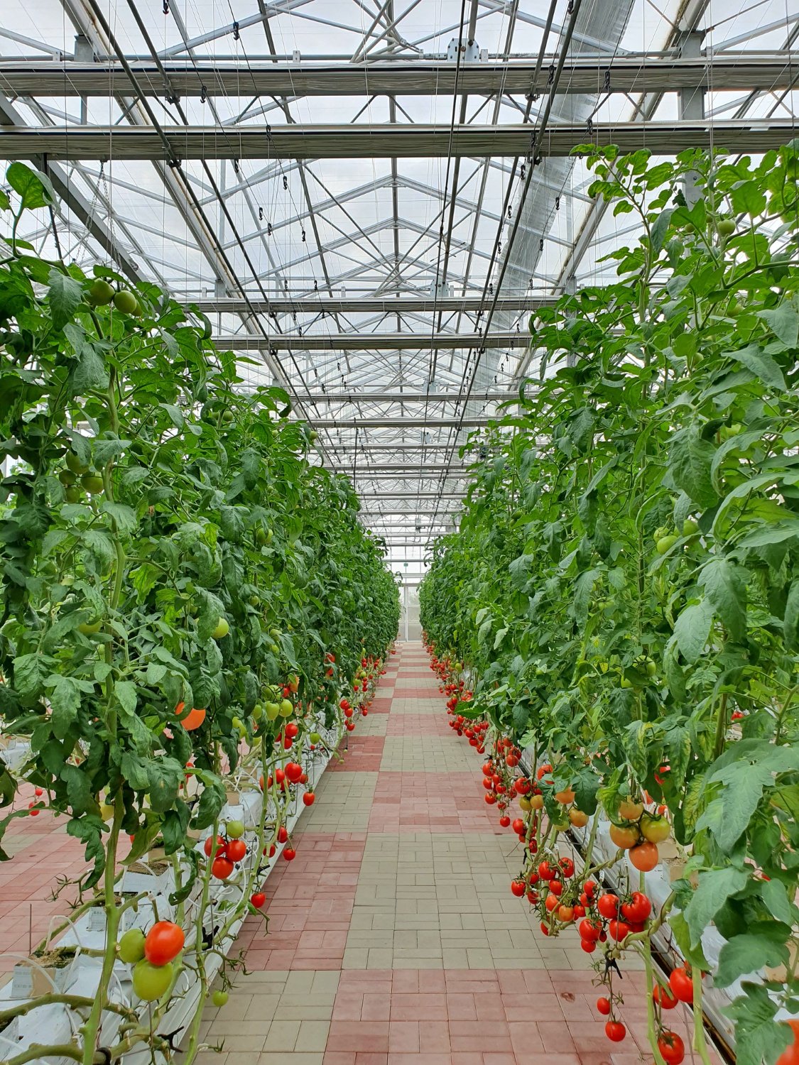 Controlled-environment agriculture infrastructure